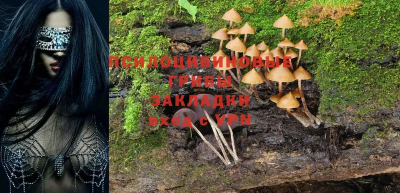 Галлюциногенные грибы Psilocybe  Коломна 